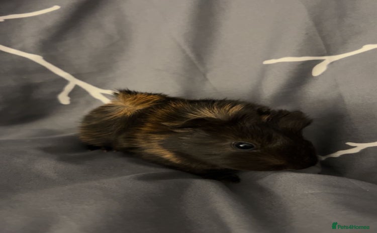 Guinea Pig rodents - Advert 3
