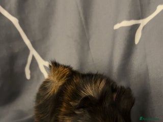 Guinea Pig rodents - Advert 2