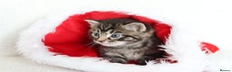 Mixed Breed cats for sale: Beautiful Kittens - Advert 6
