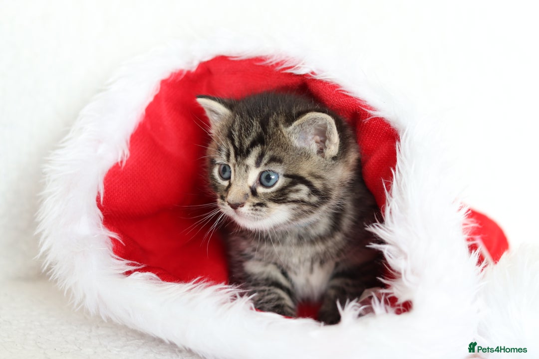 Mixed Breed cats for sale: Beautiful Kittens - Advert 6