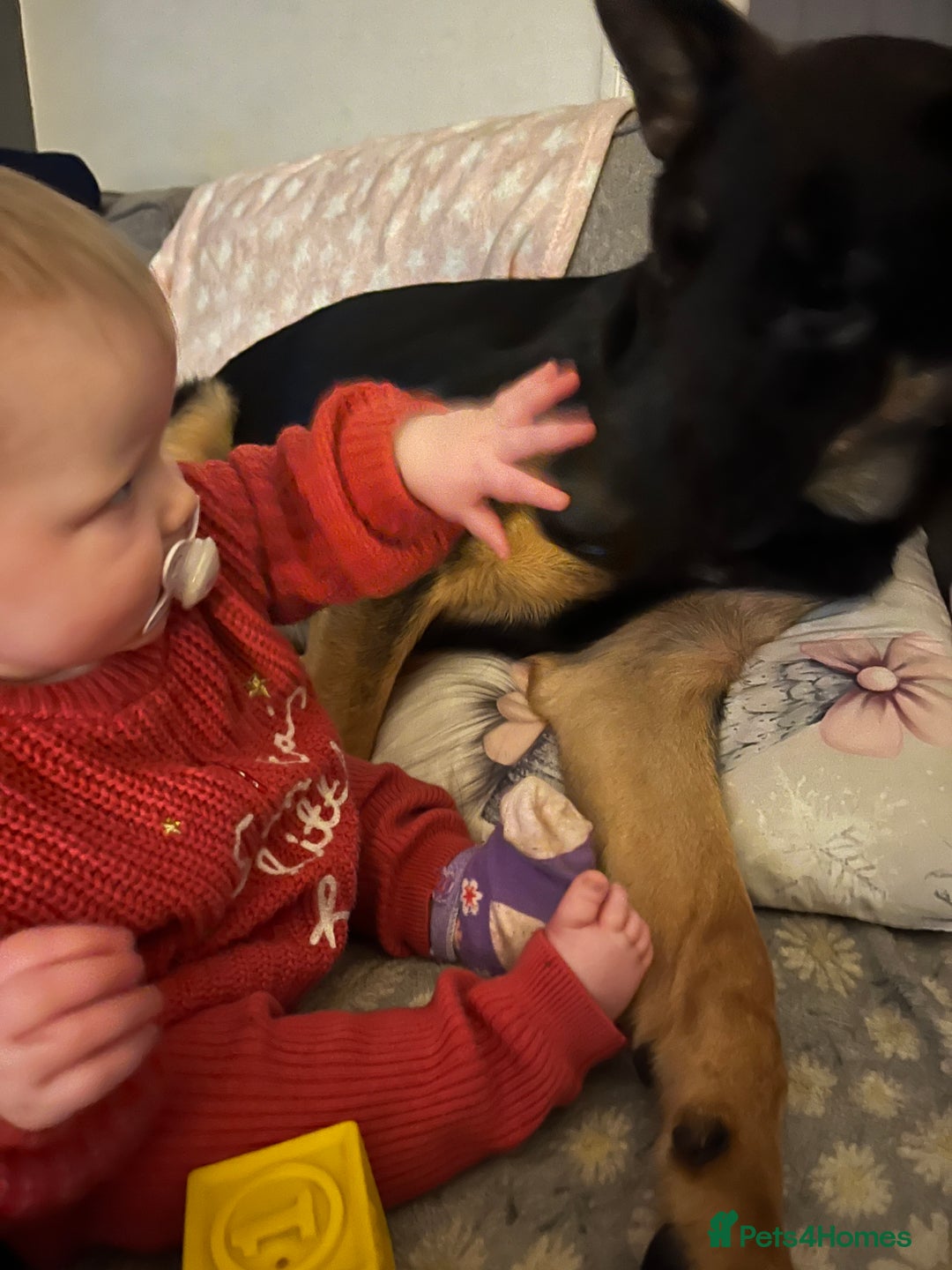 German Shepherd dogs for sale: German sherpard male puppy  - Advert 2