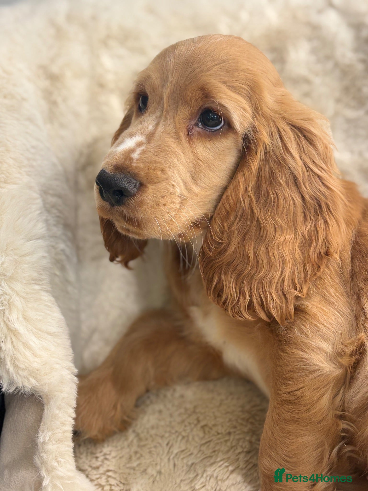 Cocker Spaniel dogs NOW FULLY VACCINATED show cocker spaniel puppies   - Advert 1