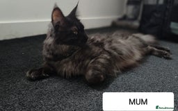 Maine Coon cats for sale: European Maine coon Kittens - Image 18