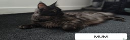 Maine Coon cats for sale: European Maine coon Kittens - Advert 14