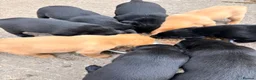 Labrador Retriever dogs for sale: Labrador in York - Advert 3