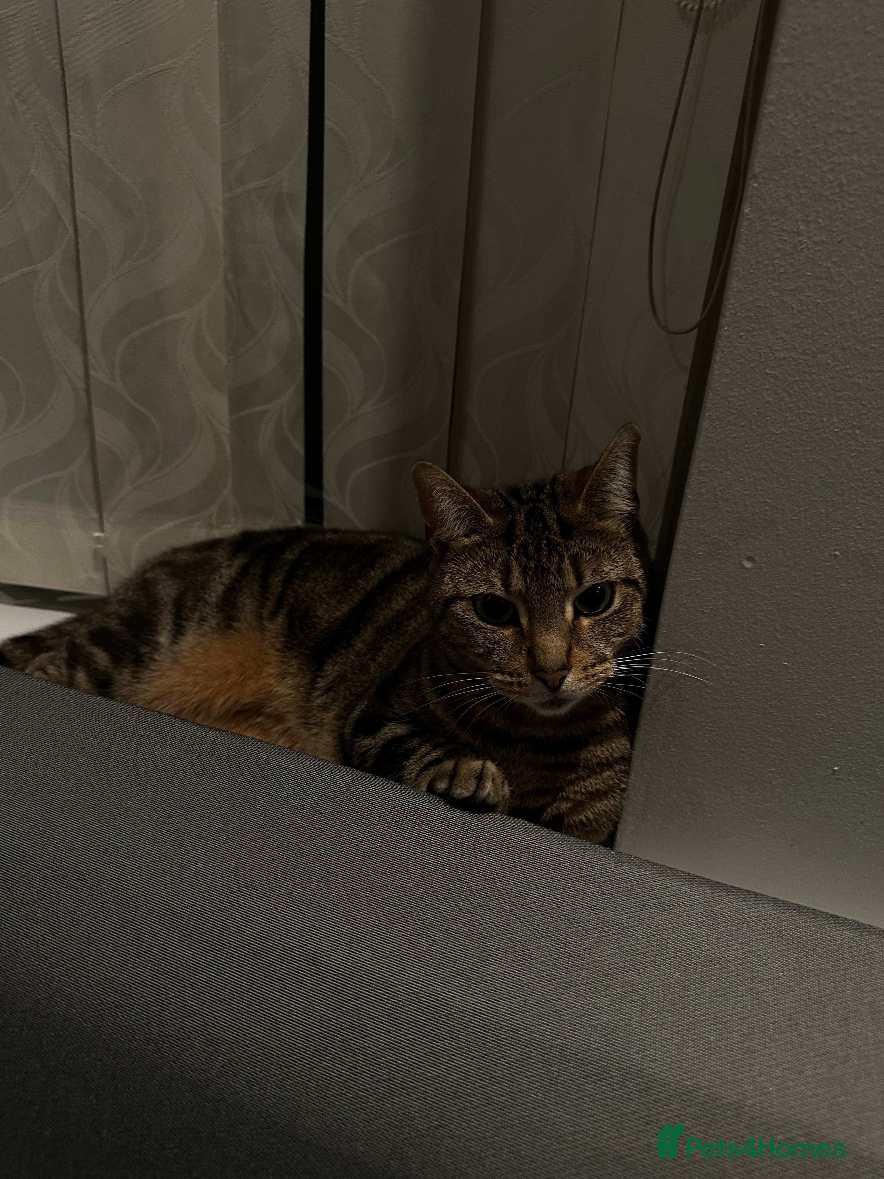 Mixed Breed cats tabby  - Advert 1