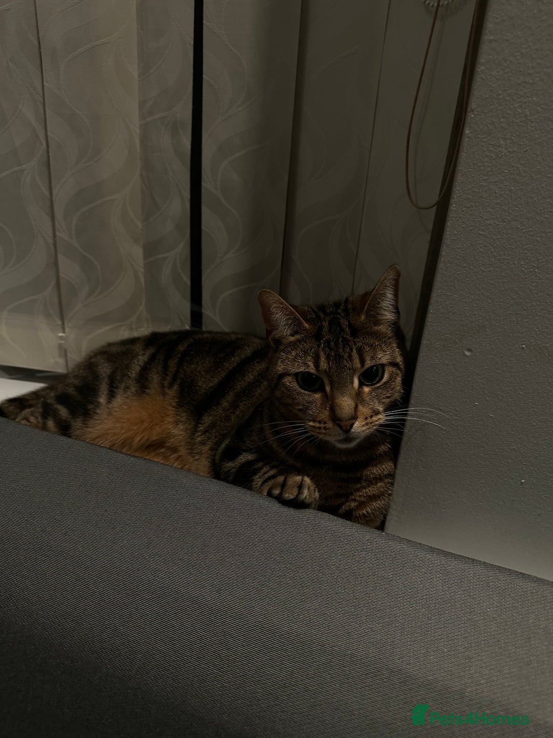 Mixed Breed cats for sale: tabby  - Advert 1