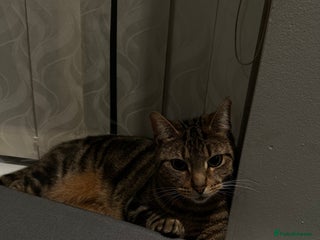 Mixed Breed cats tabby - Advert 1