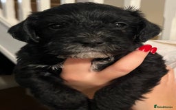 Mixed Breed dogs for sale: Meet our Beautiful Little Frockers ! - Image 15