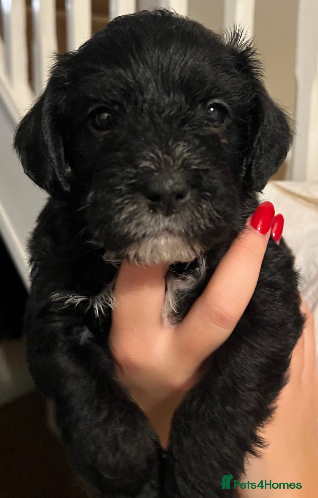 Mixed Breed dogs for sale: Meet our Beautiful Little Frockers ! - Image 15