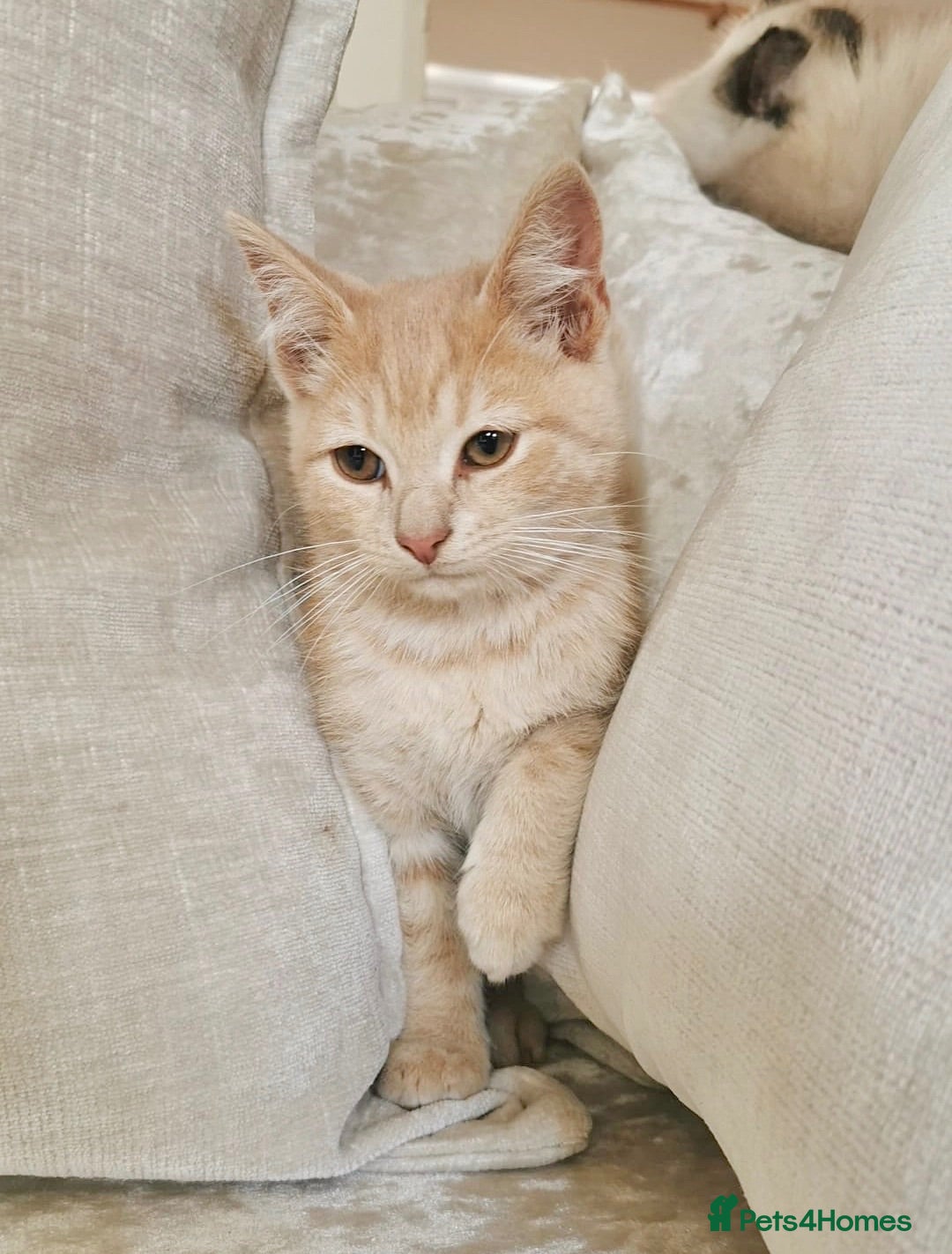 Mixed Breed cats Ragdoll X BSH Kittens - Advert 3