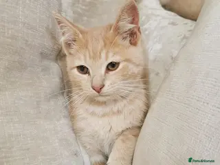 Mixed Breed cats Ragdoll X BSH Kittens - Advert 1