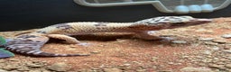 Leopard Gecko reptiles for sale: Female Leopard Geckos - Advert 3