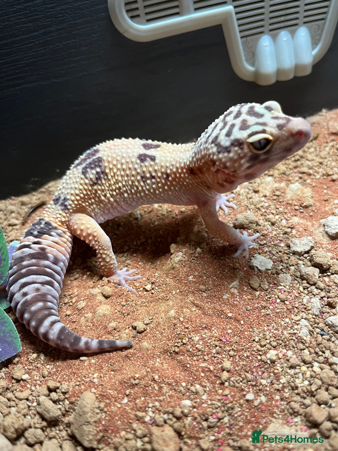 Leopard Gecko reptiles for sale: Female Leopard Geckos - Advert 3