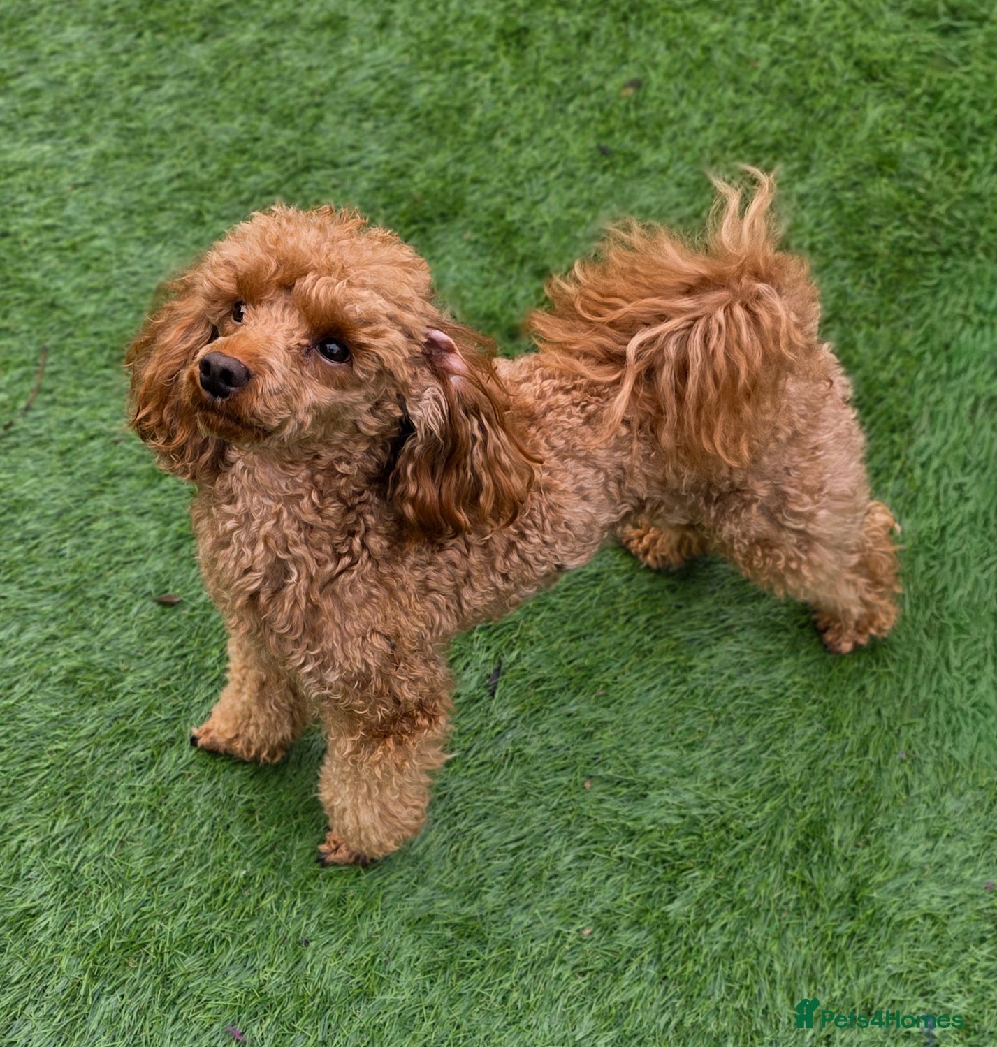Toy Poodle dogs Beautiful Red Toy Poodle for Stud - Advert 6