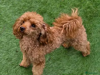Toy Poodle dogs Beautiful Red Toy Poodle for Stud - Advert 6