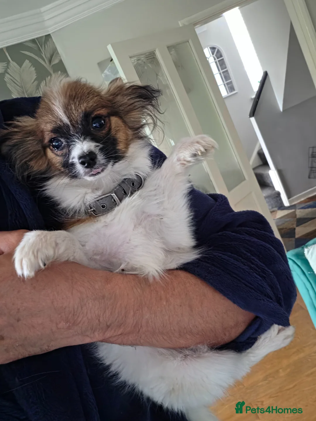 Papillon dogs for sale: 7 month old Female  - Advert 4