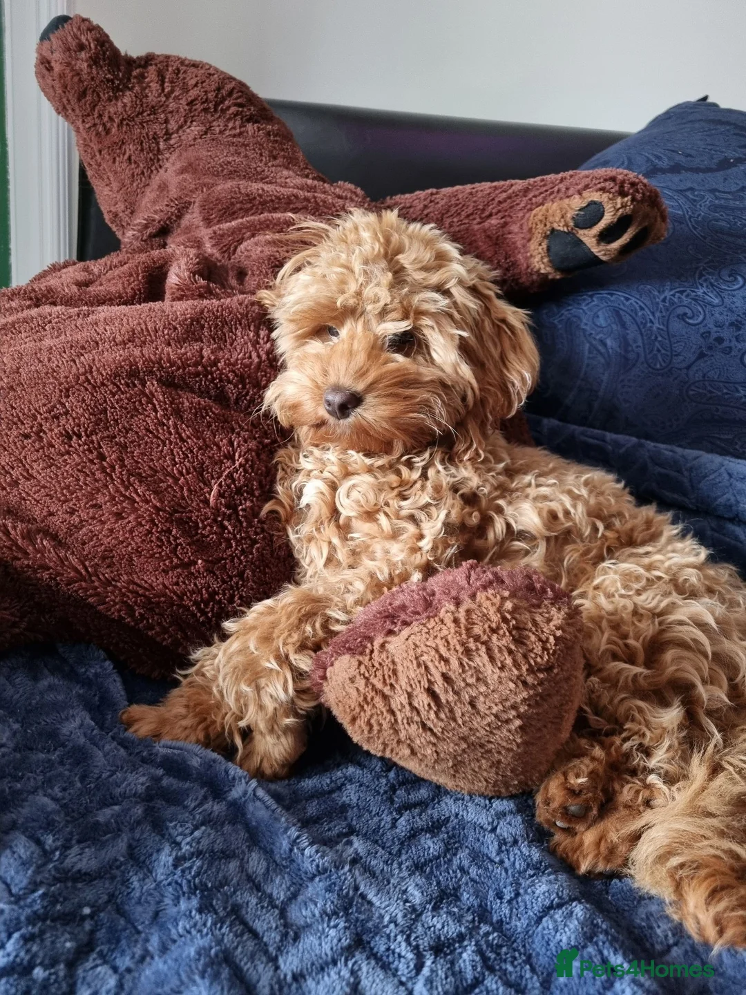 Cockapoo dogs for sale: Miniature Cockapoo  in Chesterfield - Advert 1