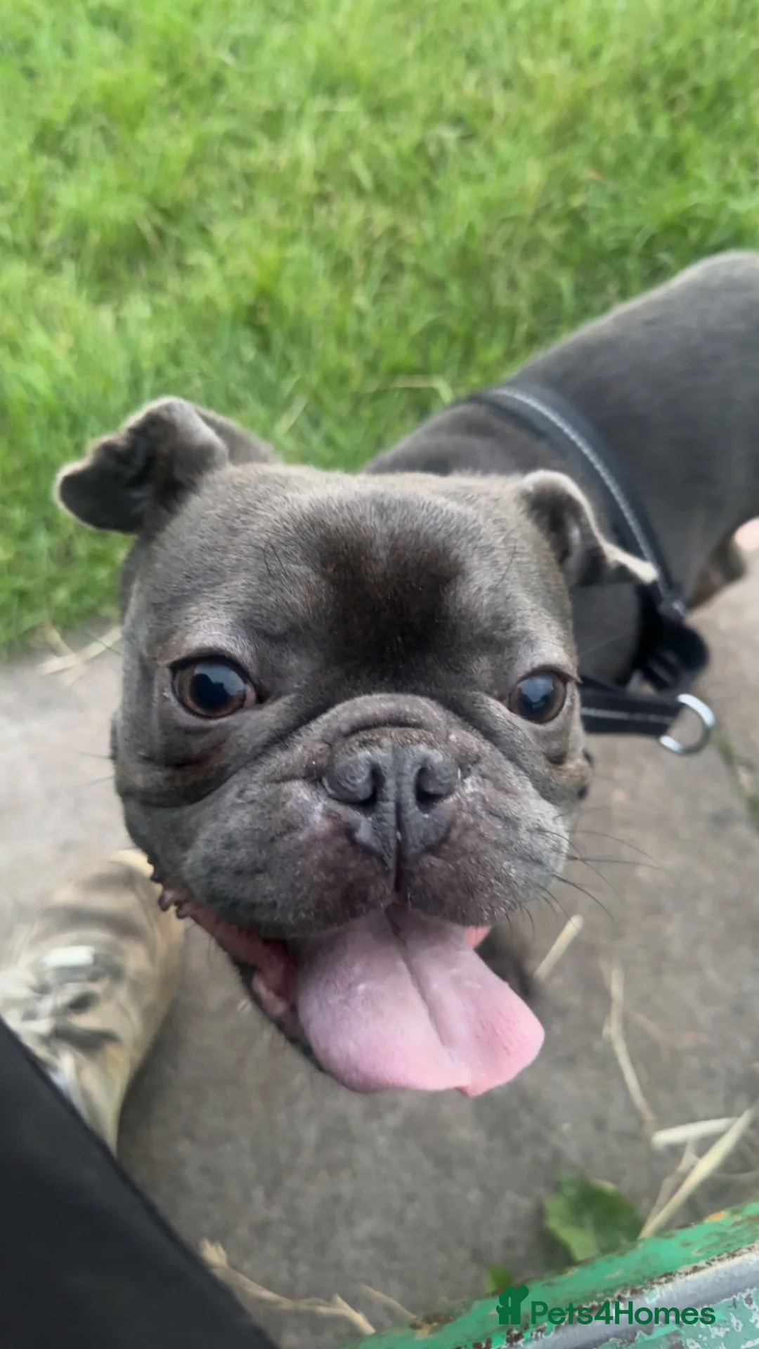 French Bulldog dogs for sale: French bulldog  in Hereford - Advert 2