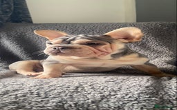 French Bulldog dogs for sale: French bulldog - Image 2