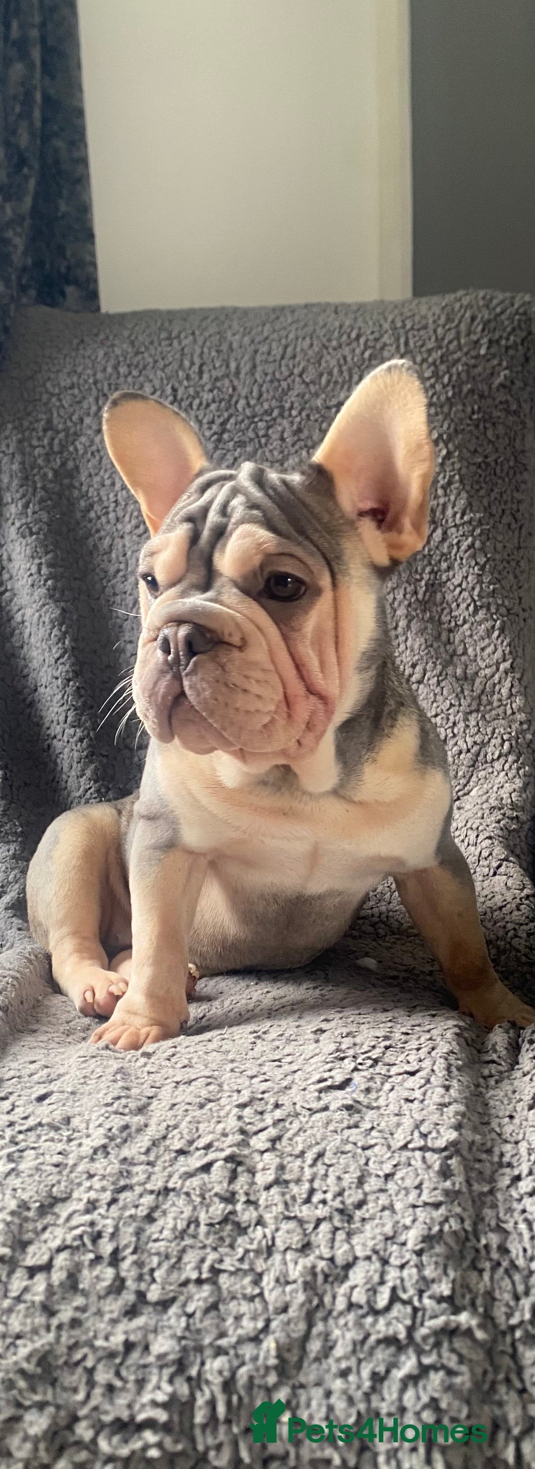 French Bulldog dogs for sale: French bulldog - Image 2