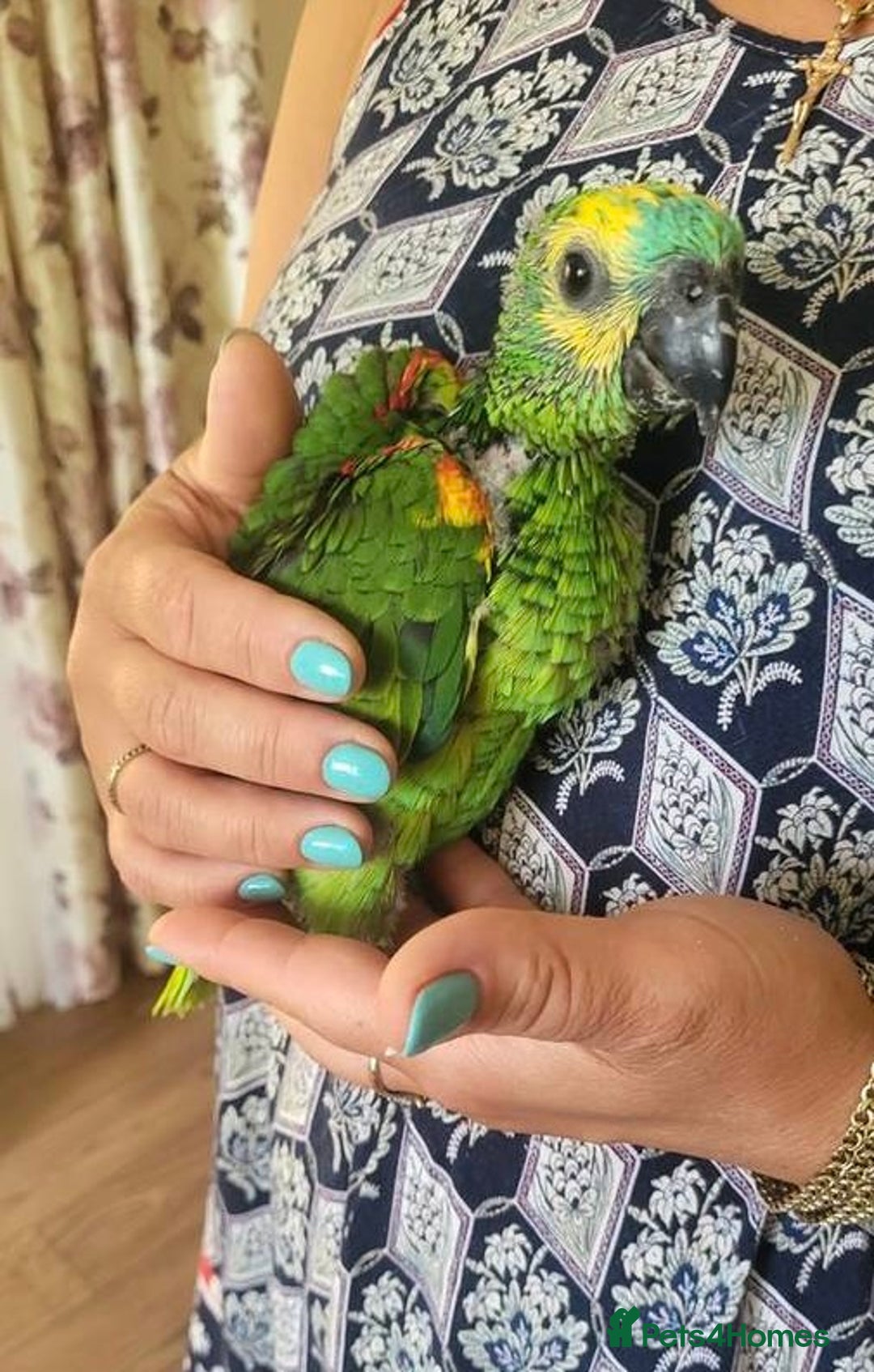 Parrots birds for sale: Baby Blue Fronted Amazon  - Image 5