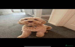 Cockapoo dogs for stud: Gorgeous Cockapoo For Stud 🐶🐾💙 - Image 3
