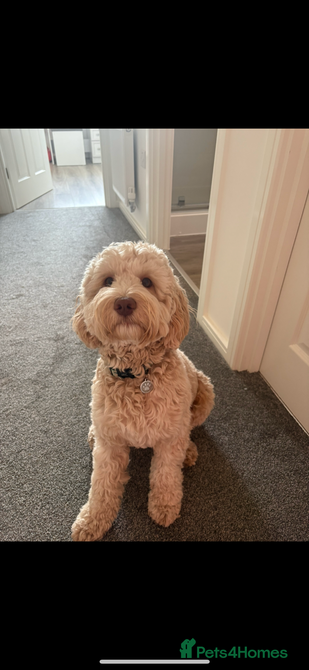 Cockapoo dogs for stud: Gorgeous Cockapoo For Stud 🐶🐾💙 - Image 3