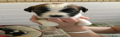 Tibetan Terrier 8