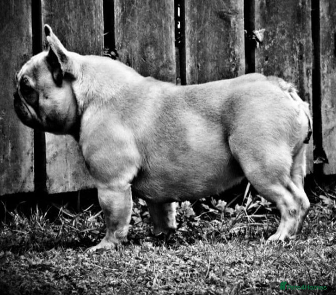 French Bulldog dogs for sale: QUALITY HOME BRED FRENCH BULLDOG PUPPIES - Image 19