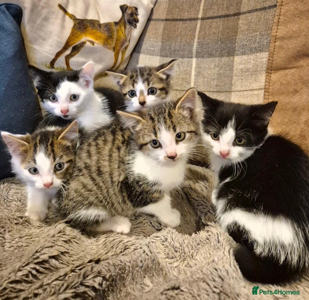 Mixed Breed cats for sale: Beautiful female kittens for sale  - Image 1