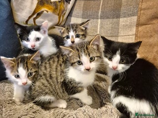 Mixed Breed cats Beautiful female kittens for sale - Advert 19