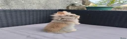 Lionhead rabbits for sale: Lion head babies.  - Advert 4