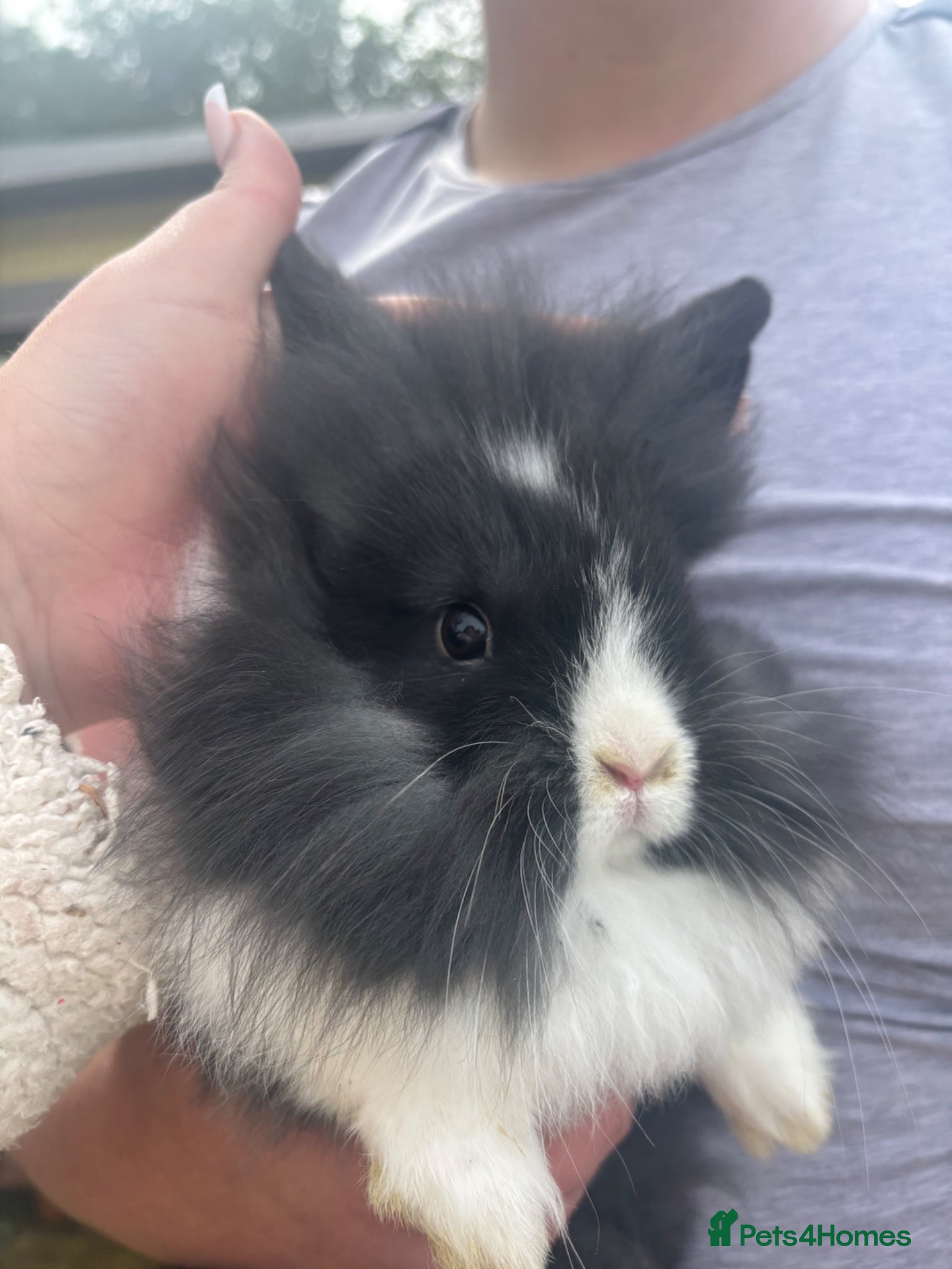 Lionhead rabbits PRICE REDUCED 2 BUNNIES LEFT  - Advert 14