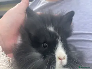 Lionhead rabbits PRICE REDUCED 2 BUNNIES LEFT - Advert 14