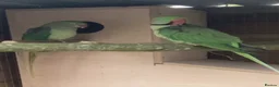 Parrots birds for sale: Proven Pair of Alexandrine  - Advert 4