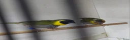 Finches birds for sale: Foreign finches available  - Advert 5