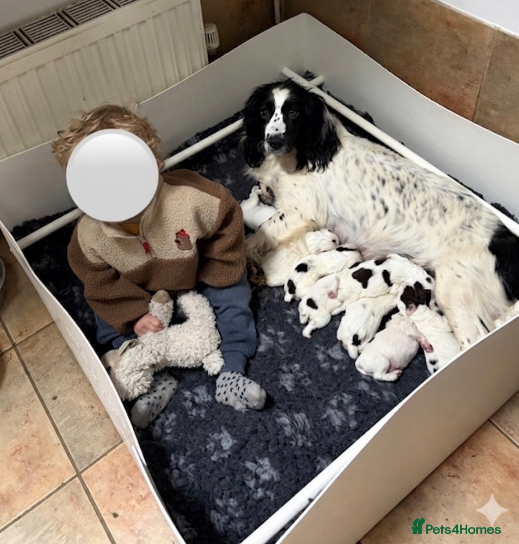 Sprocker dogs for sale: Sprocker Spaniel Puppies – Working Bloodlines in Minehead - Advert 3