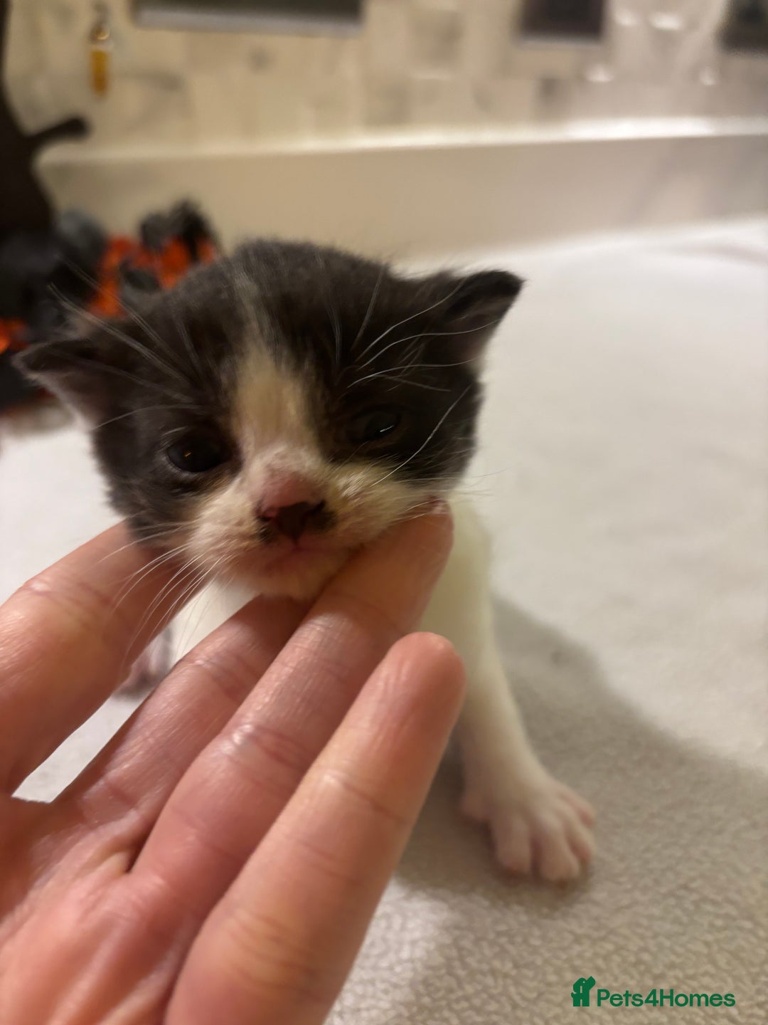 Mixed Breed cats for sale: Mixed British shorthair kittens! 🐈‍⬛  - Image 17