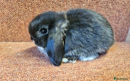 Mini Lop rabbits for sale: Pure mini lop Kits show lines . Vaccinated  - Image 2