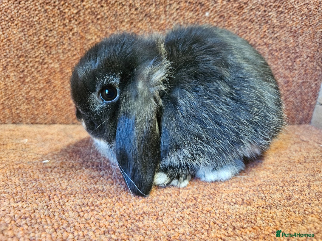Mini Lop rabbits for sale: Pure mini lop Kits show lines . Vaccinated  - Image 2