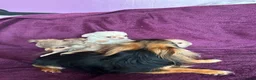 Chihuahua dogs for sale: Outstanding tiny tiny chichahua  - Advert 4