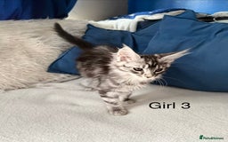 Maine Coon cats for sale: XXL  Ready Now TICA pure bread Maine Coon Kittens  - Image 17