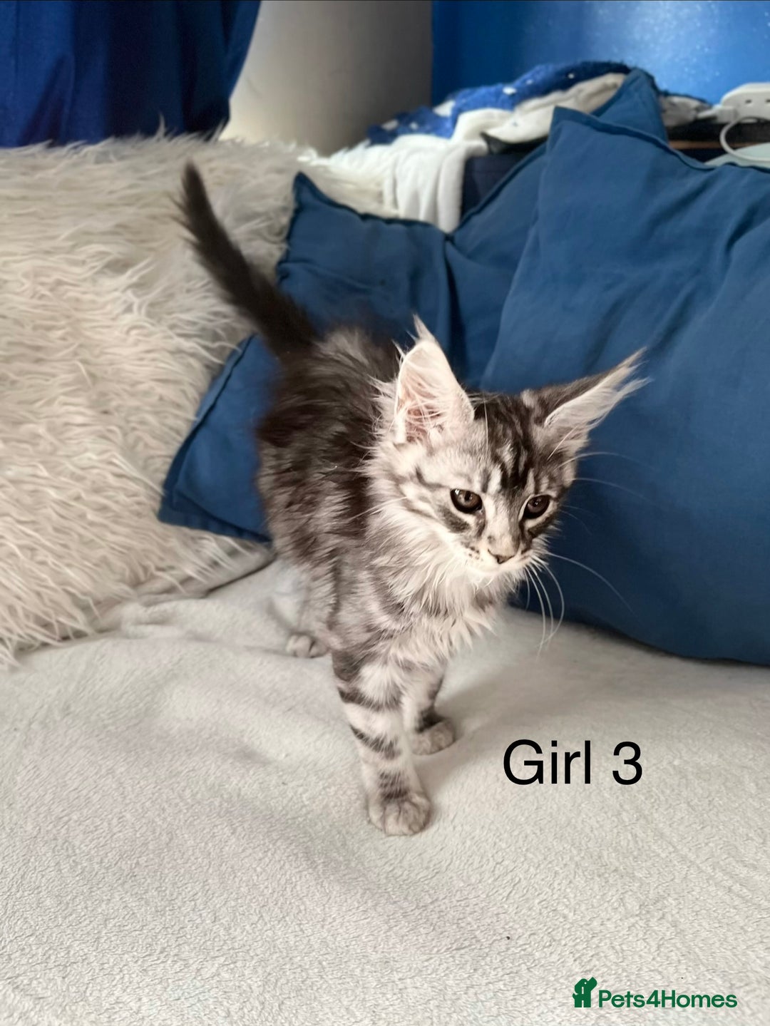 Maine Coon cats for sale: XXL  Ready Now TICA pure bread Maine Coon Kittens  - Image 17