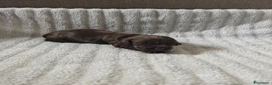 Cocker Spaniel Puppy 5