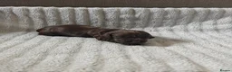 Cocker Spaniel dogs for sale: Cocker spaniel puppies - Advert 5