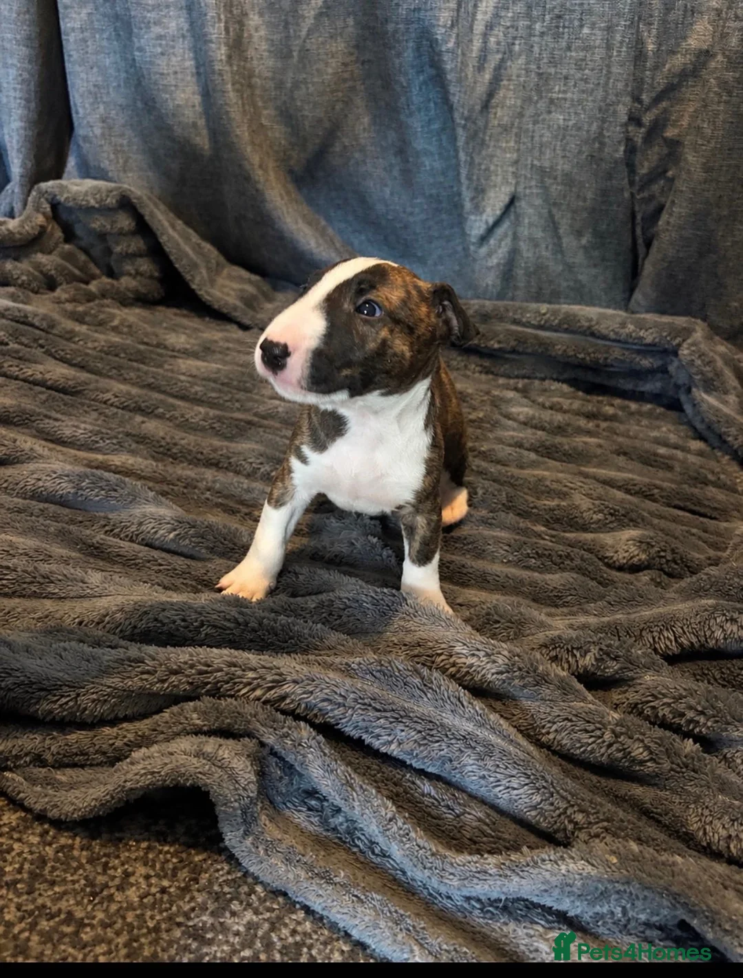 English Bull Terrier dogs for sale: 🐾❤️ ENGLISH BULL TERRIER PUPPIES ❤️🐾 - Advert 2