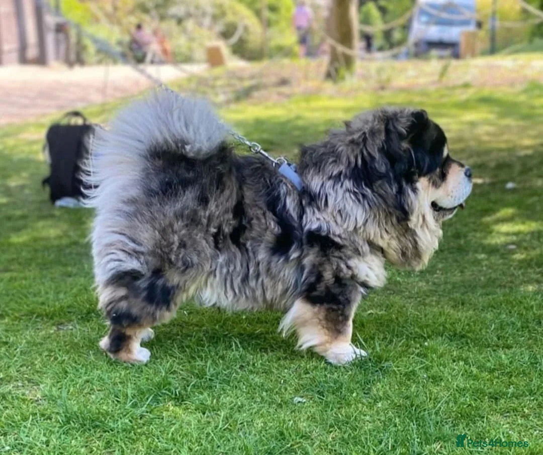 Chow Chow dogs for sale: Unique Merle Tan Chow Chow - Advert 2