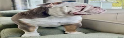English Bulldog dogs for sale: English Bulldog for rehoming - Advert 15