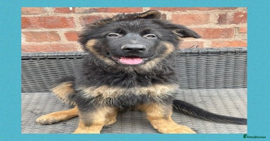 German Shepherd dogs - Advert 13